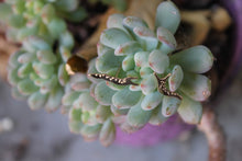 Load image into Gallery viewer, Gold slug earrings, 14k garden slug jewelry